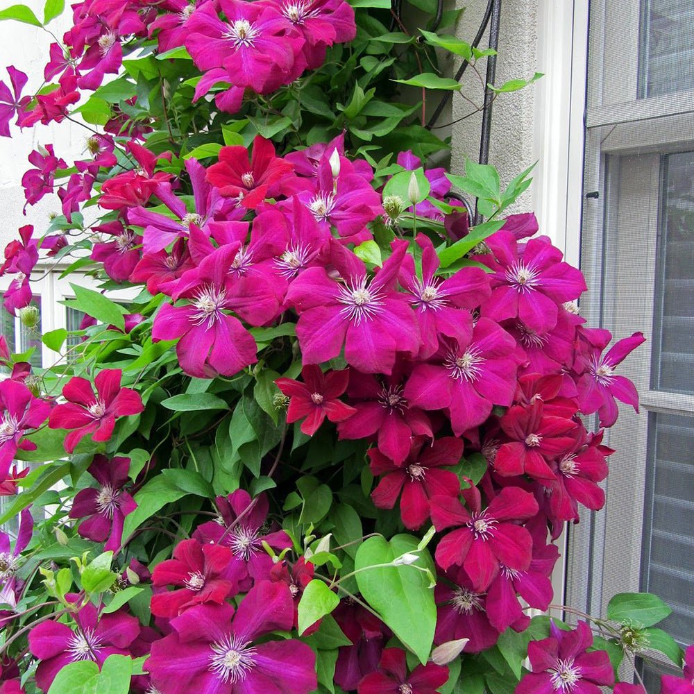 Clematis (Clematita) Rouge Cardinal, cu Flori Purpurii, Cataratoare