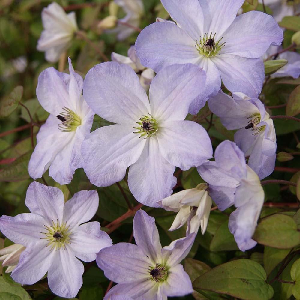 Clematis Sea Breeze, cu Flori Mov-Pal, Cataratoare