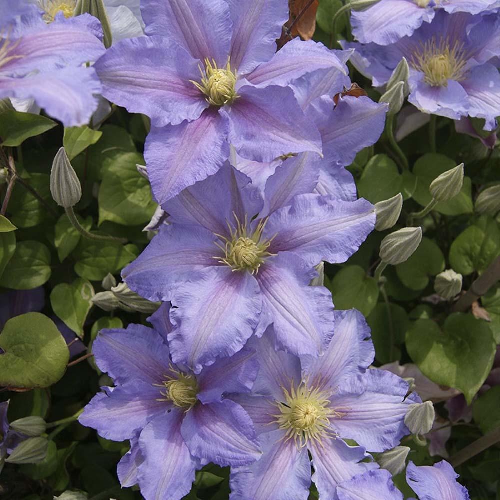 Clematis Spotlight