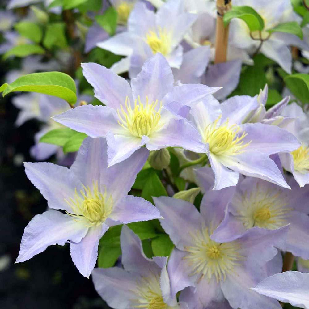 Clematis Spotlight