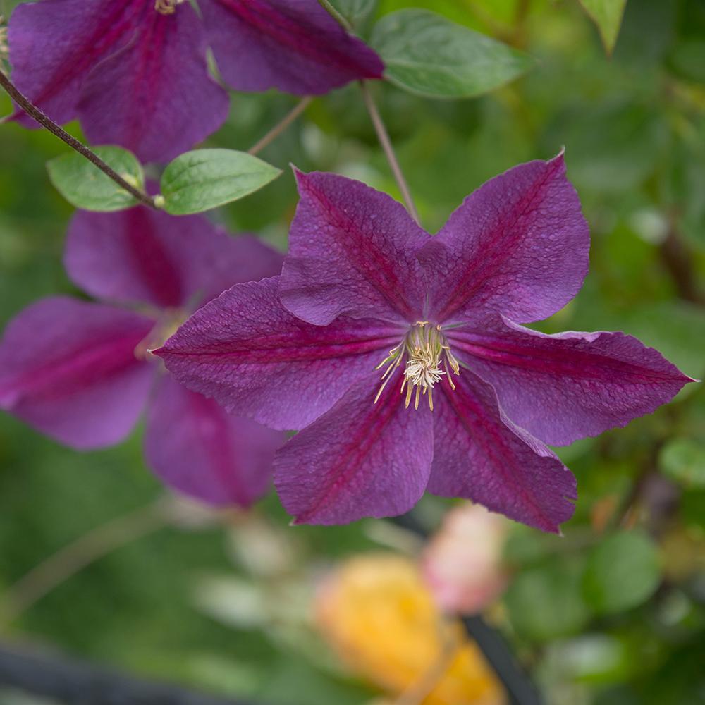 Clematis (Clematita) Star of India, cu flori violet, cataratoare