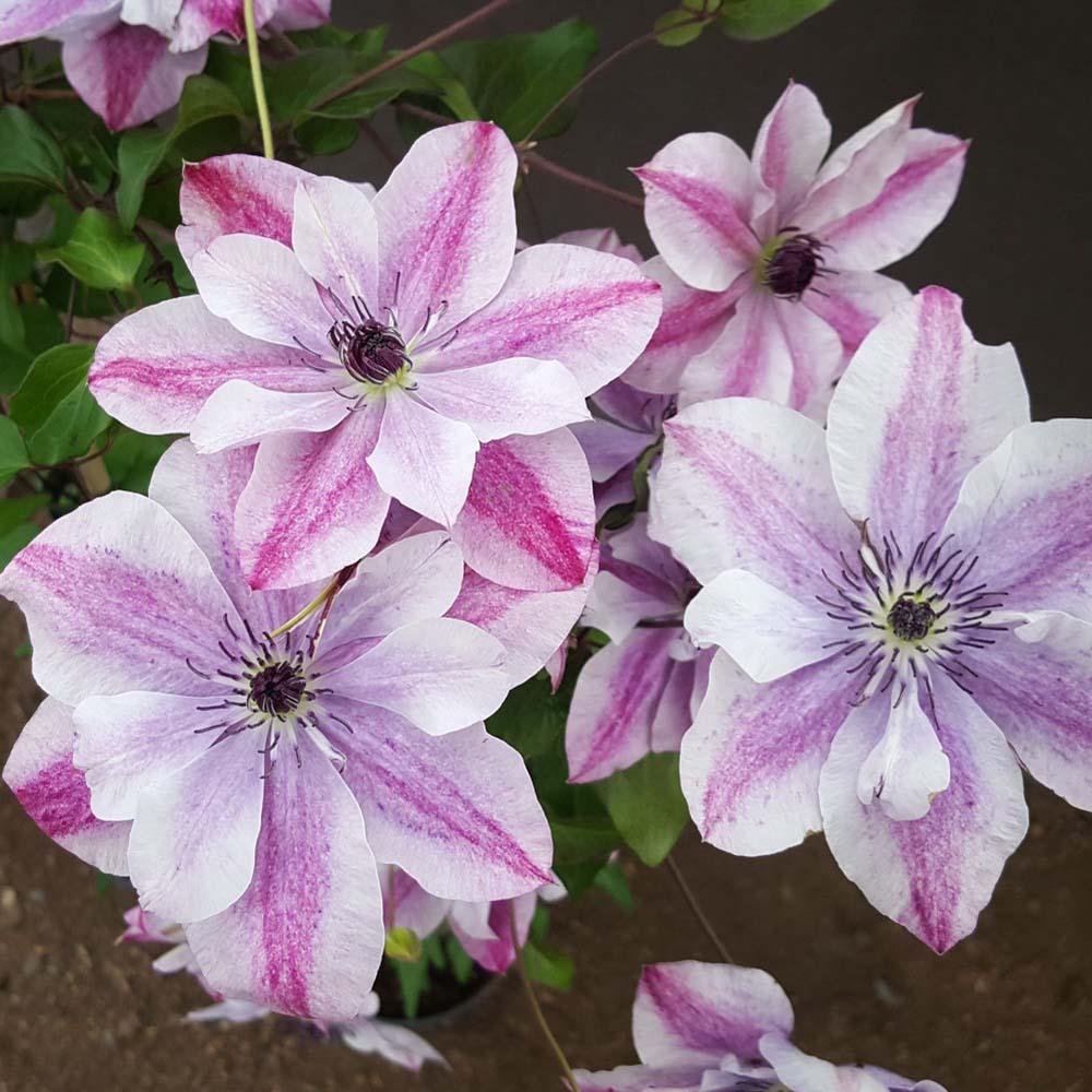Clematis Super Cute