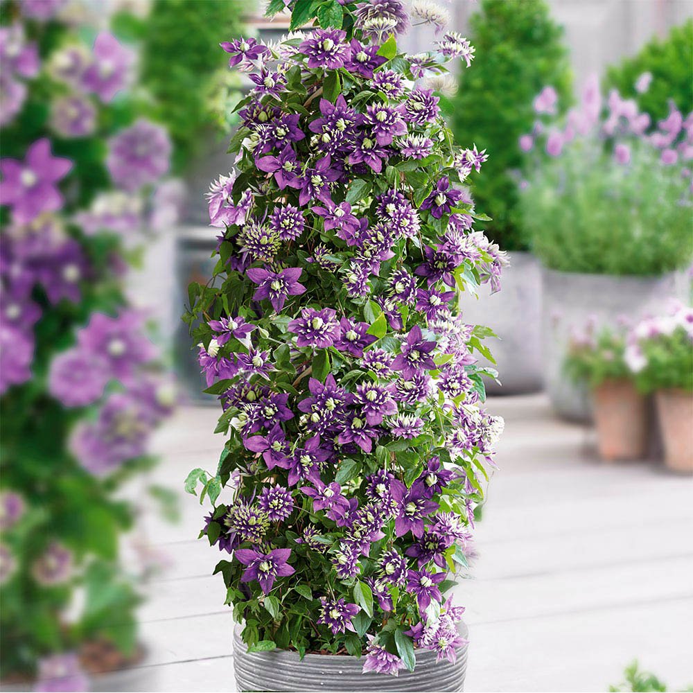 Clematis (Clematita) Taiga, cu Flori mov-galben, cataratoare