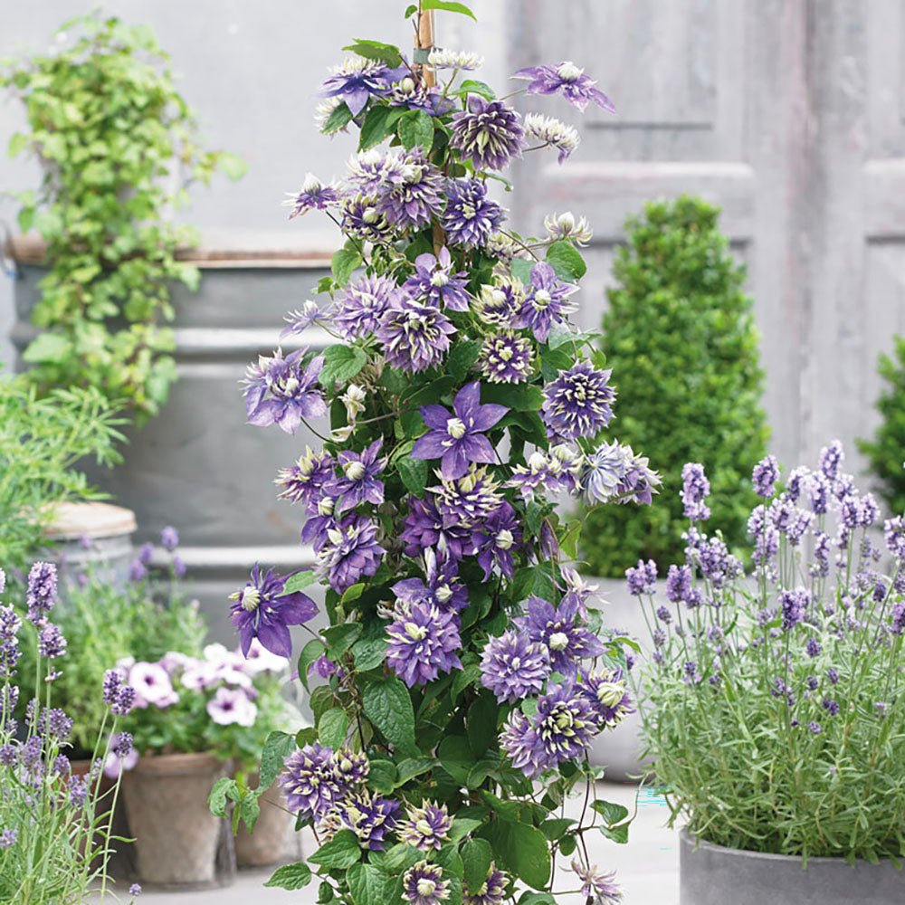 Clematis (Clematita) Taiga, cu Flori mov-galben, cataratoare