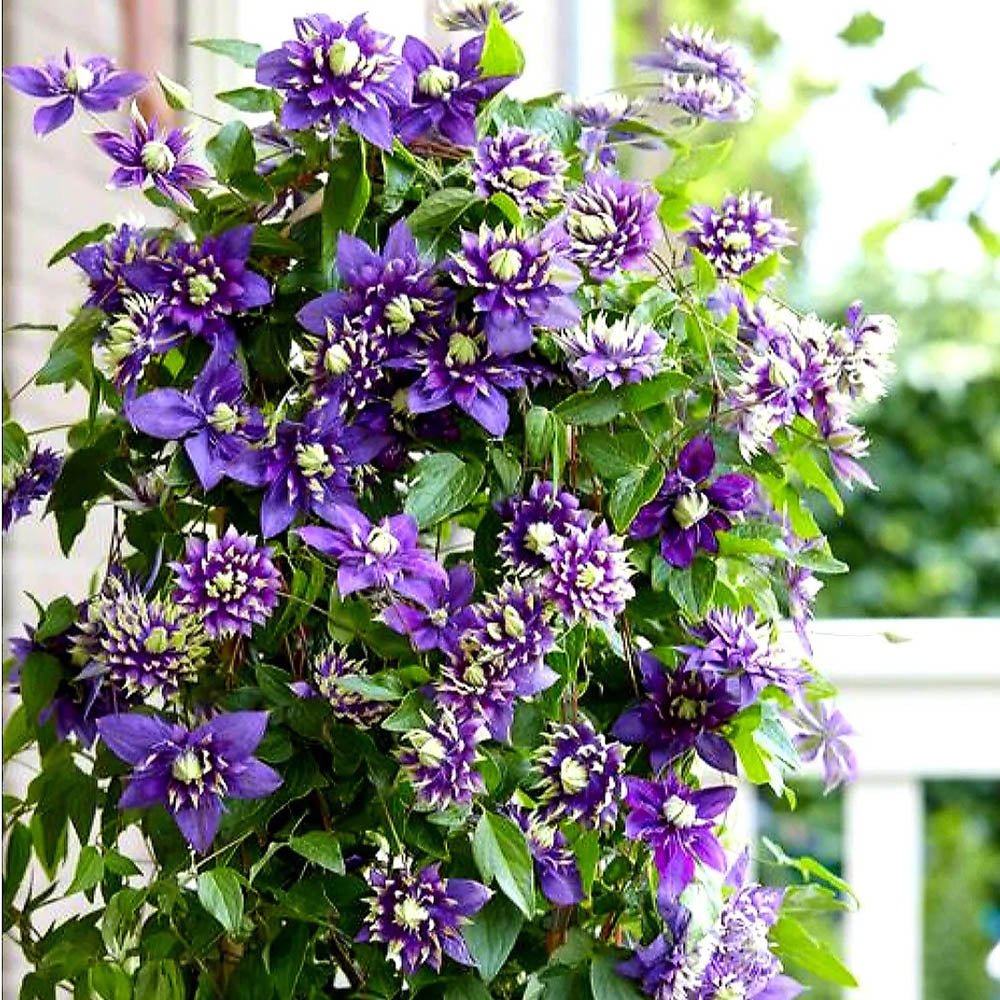 Clematis (Clematita) Taiga, cu Flori mov-galben, cataratoare