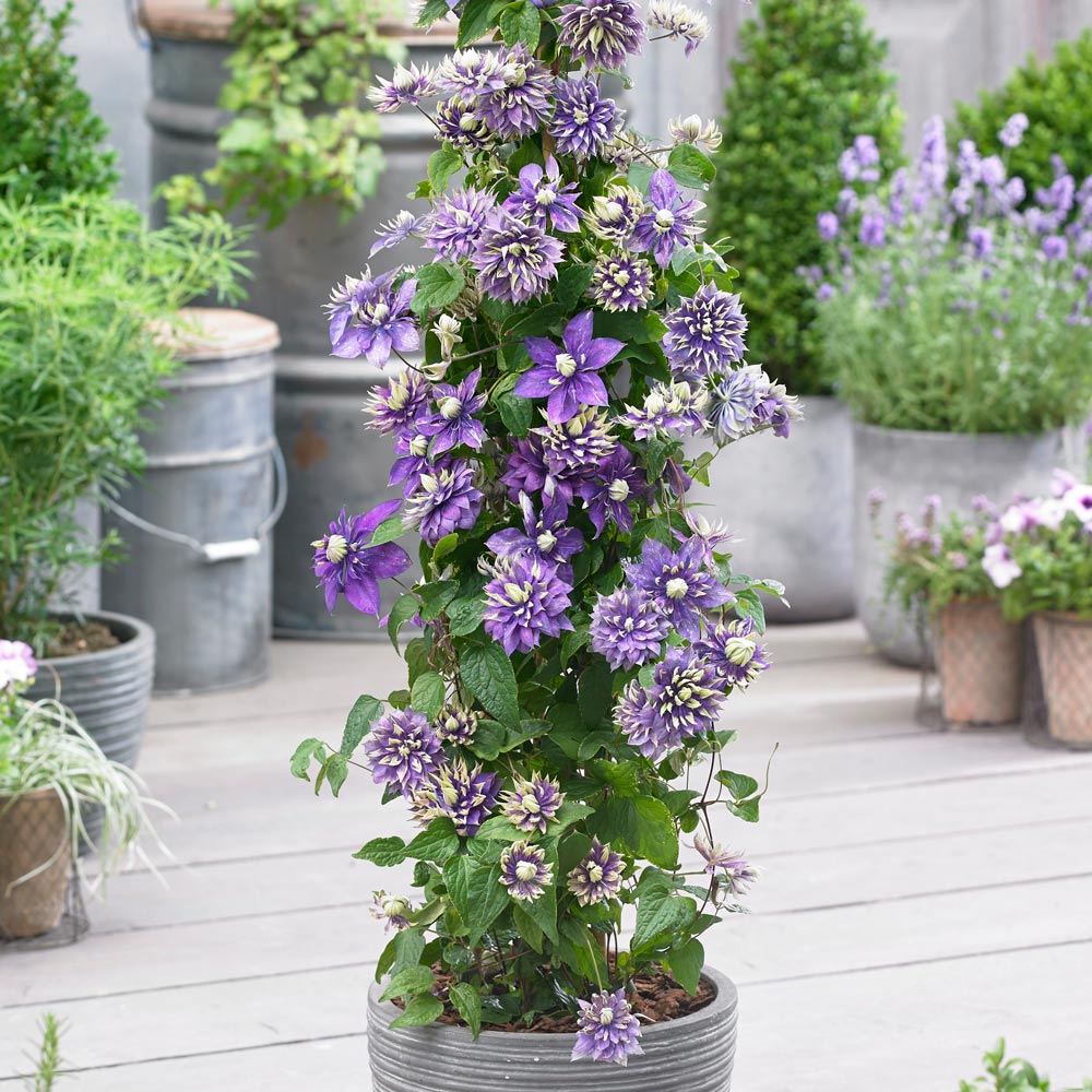 Clematis (Clematita) Taiga, cu Flori mov-galben, cataratoare