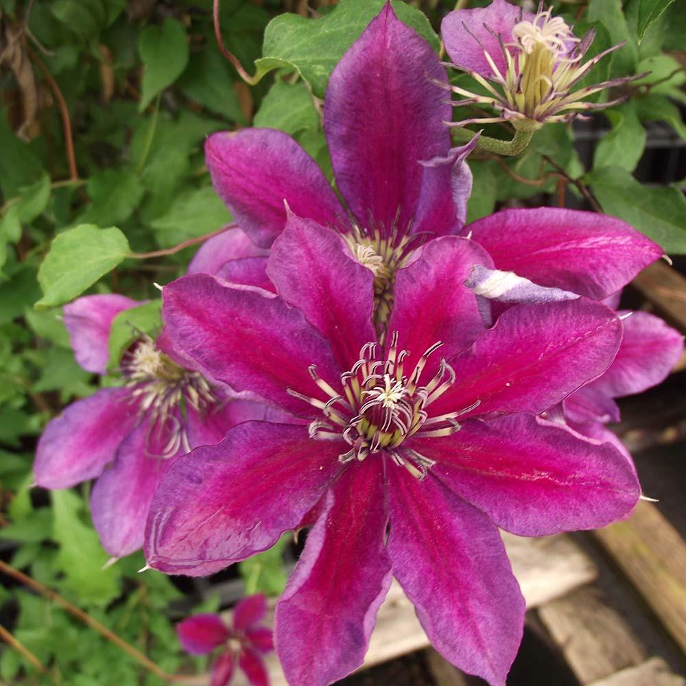 Clematis Temptation