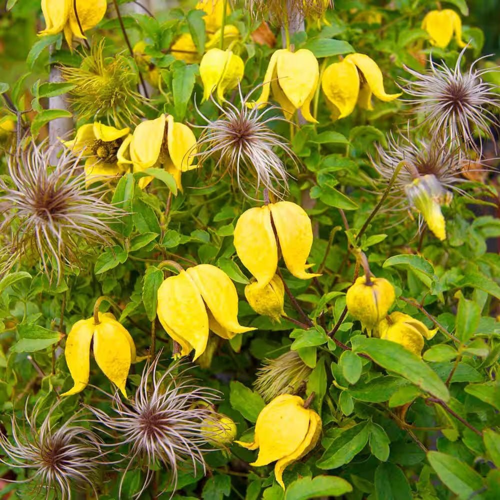 Clematis Tibetana Tanguatica, cu Flori galbene, Cataratoare