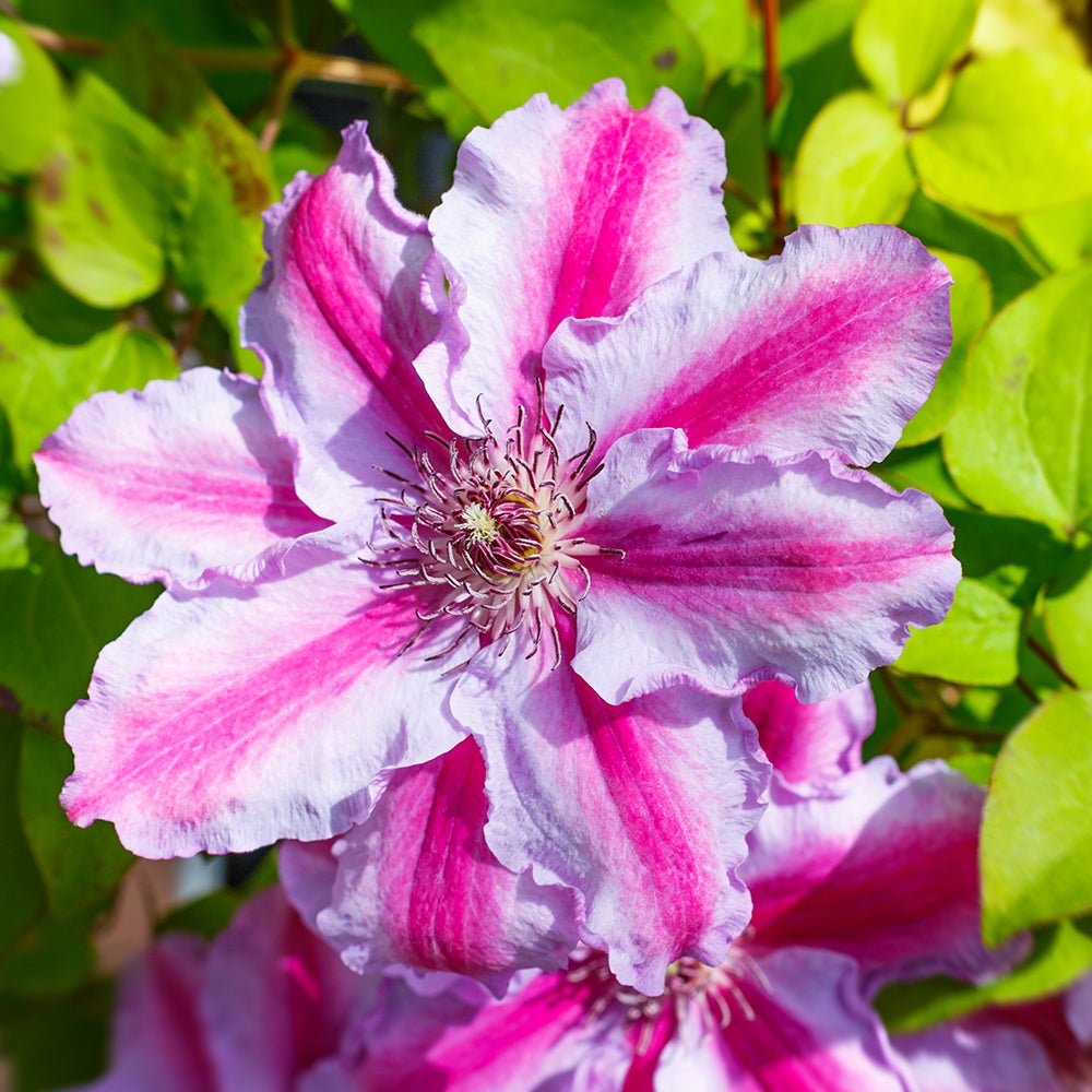 Clematis Tudor, cu Flori Roz-Alb, Cataratoare