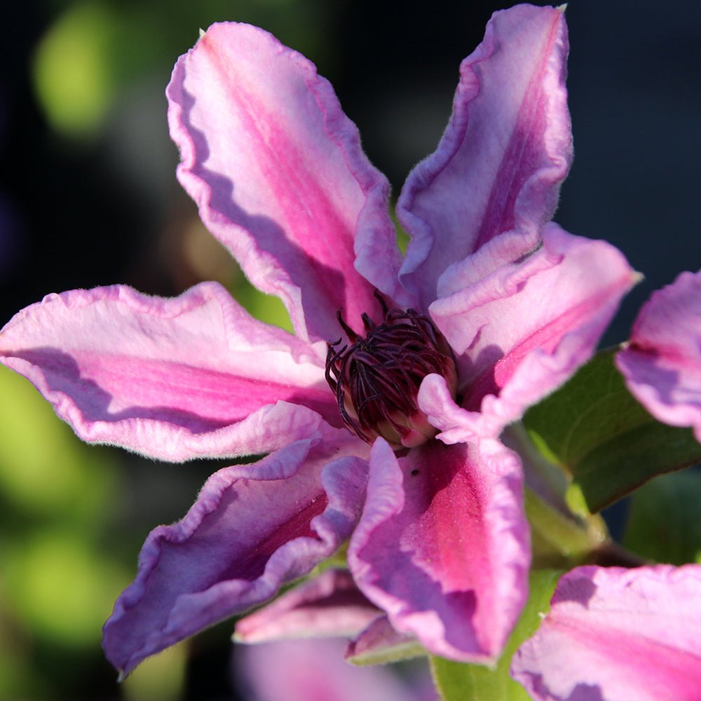 Clematis Tudor, cu Flori Roz-Alb, Cataratoare