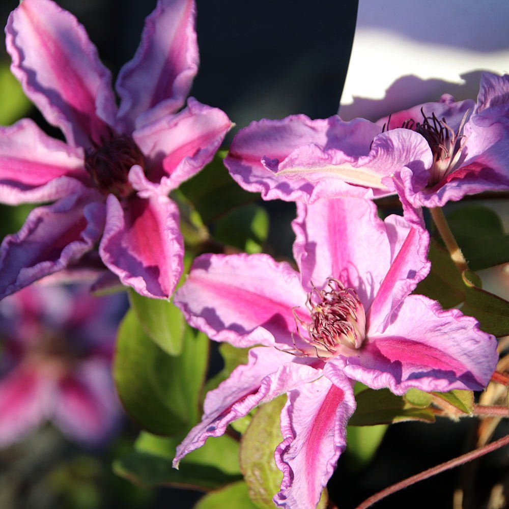 Clematis Tudor, cu Flori Roz-Alb, Cataratoare