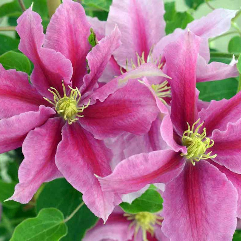 Clematis (Clematita) Vicky, cu Flori purpurii si inima alba, cataratoare