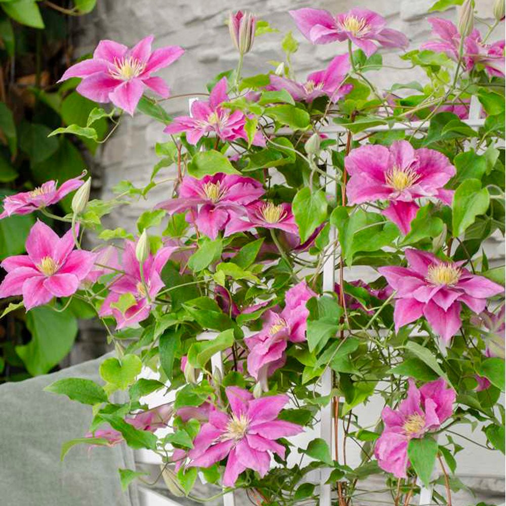 Clematis (Clematita) Vicky, cu Flori purpurii si inima alba, cataratoare