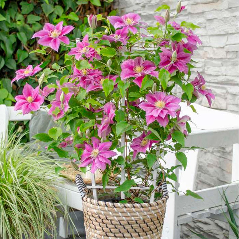 Clematis (Clematita) Vicky, cu Flori purpurii si inima alba, cataratoare