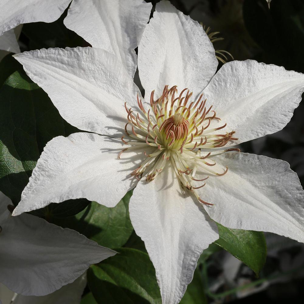 Clematis Vilhelmina, cu Flori Albe, Cataratoare