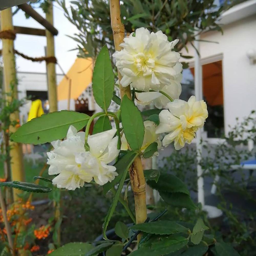 Clematis Vilhelmina, cu Flori Albe, Cataratoare