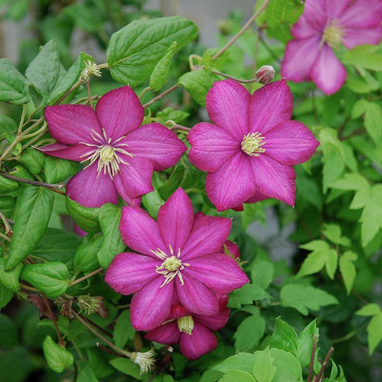 Clematis (Clematita) Ville de Lyon, cu flori violet-roz, cataratoare