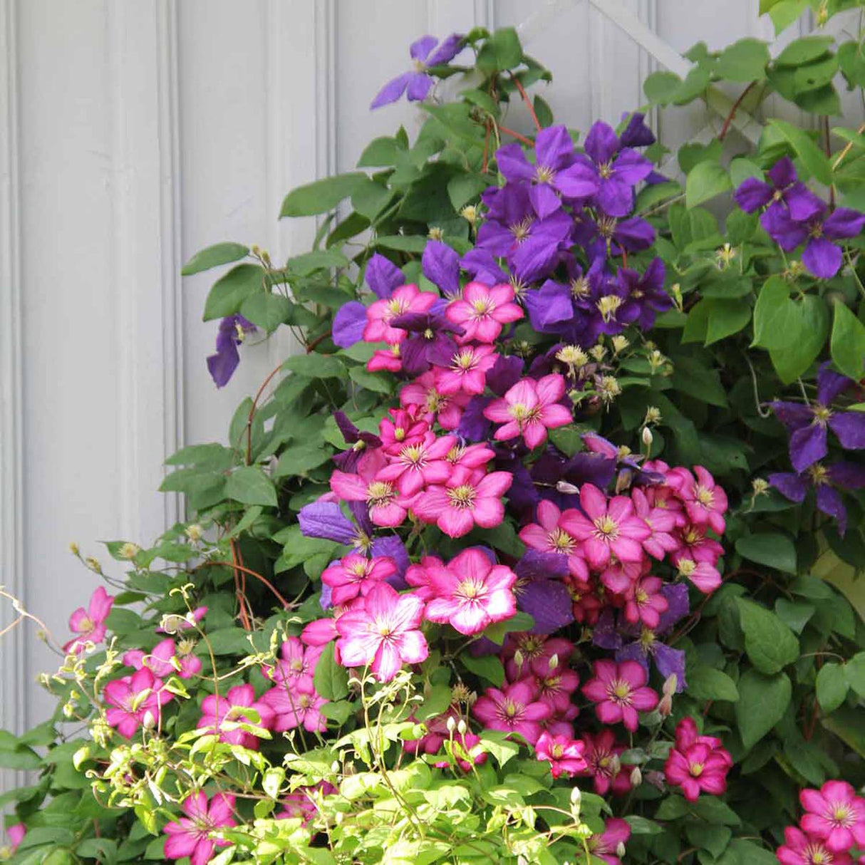 Clematis (Clematita) Ville de Lyon, cu flori violet-roz, cataratoare