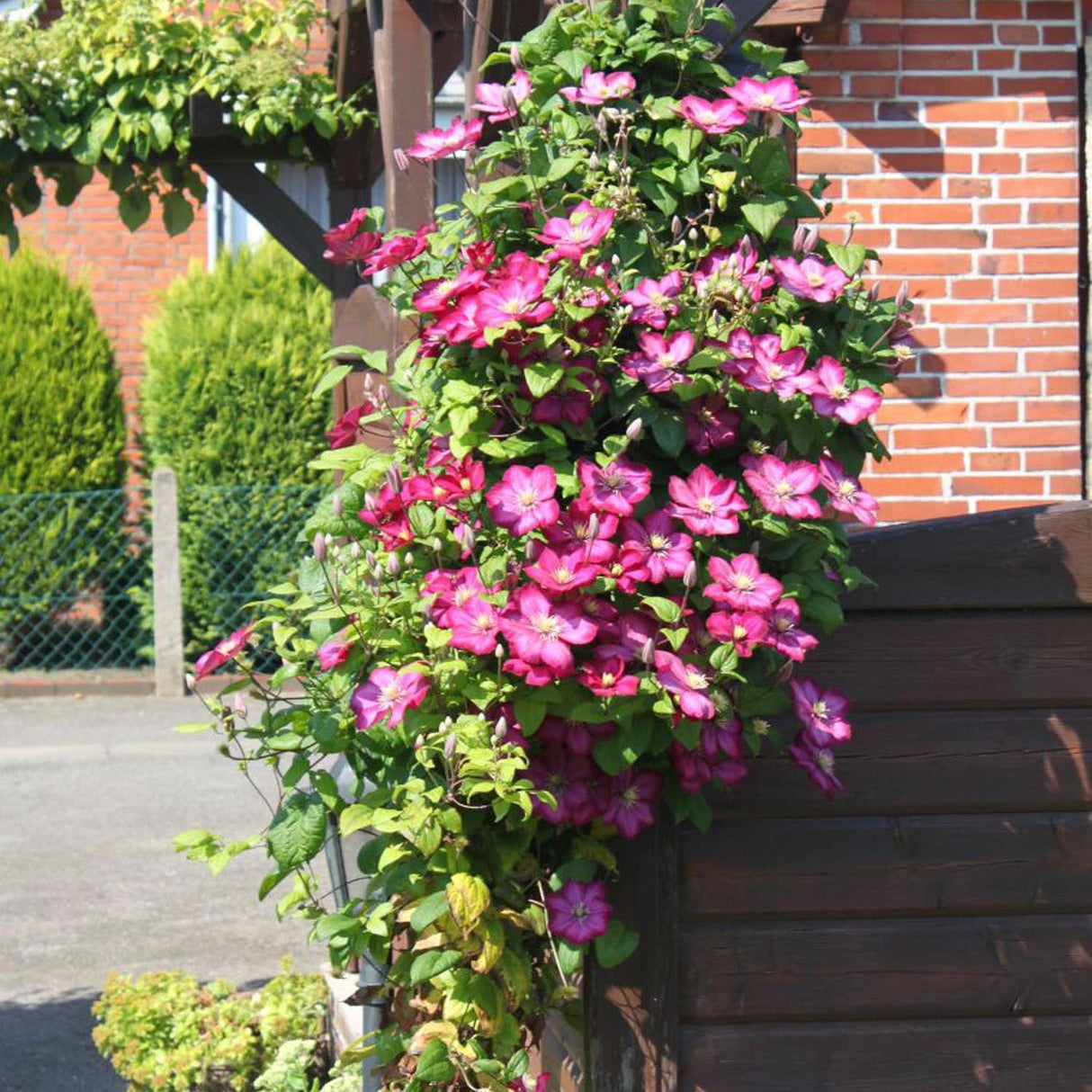 Clematis (Clematita) Ville de Lyon, cu flori violet-roz, cataratoare