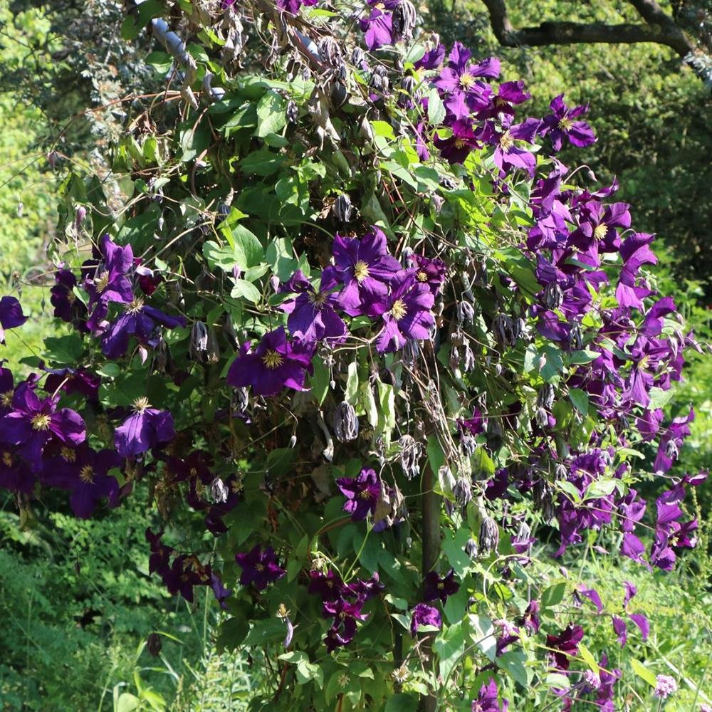 Clematis Viola