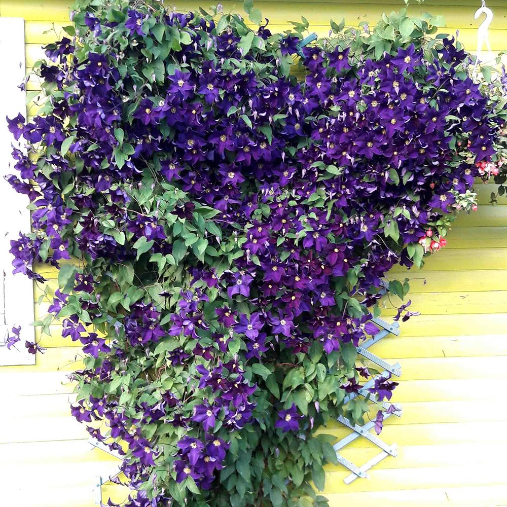 Clematis Viola