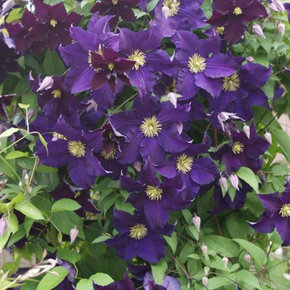 Clematis Viola