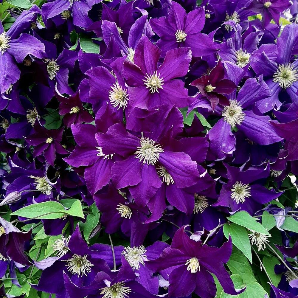 Clematis Viola