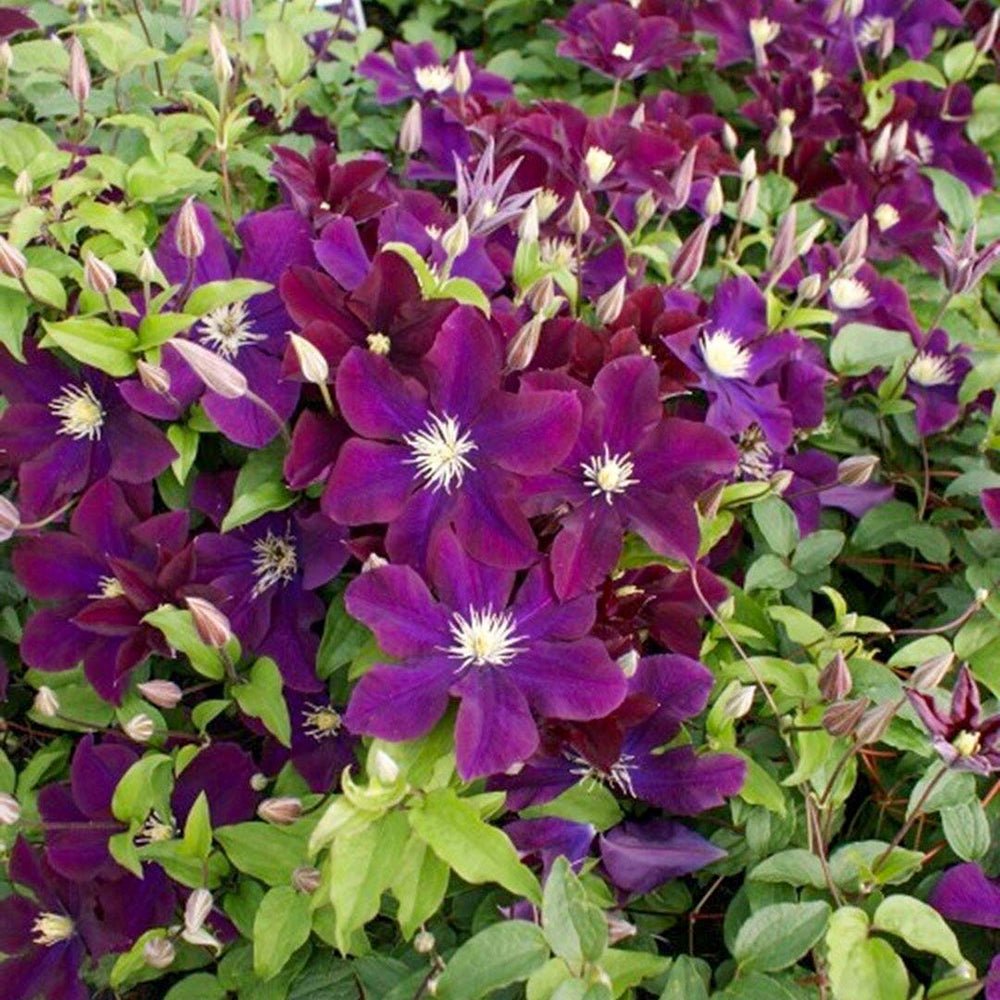 Clematis (Clematita) Warzawska Nike, cu flori violet-inchis cataratoare