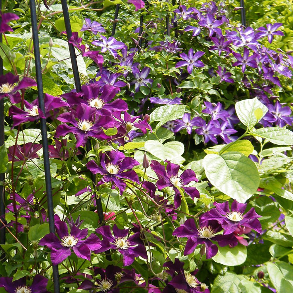 Clematis (Clematita) Warzawska Nike, cu flori violet-inchis cataratoare