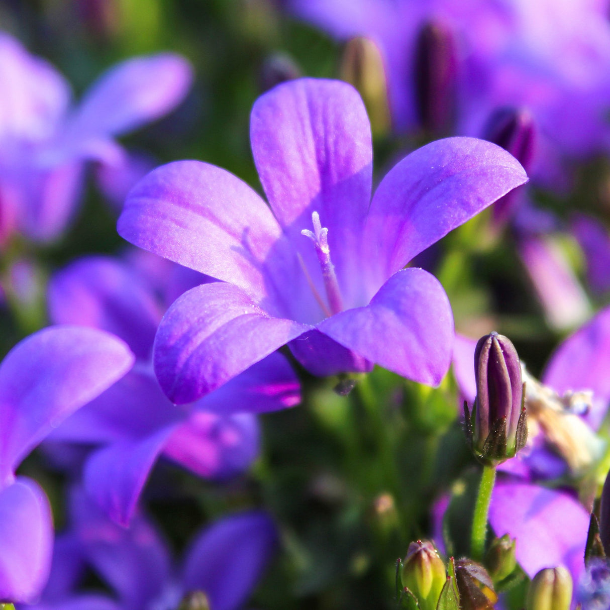 Clopotel (Campanula) Portenschlagiana