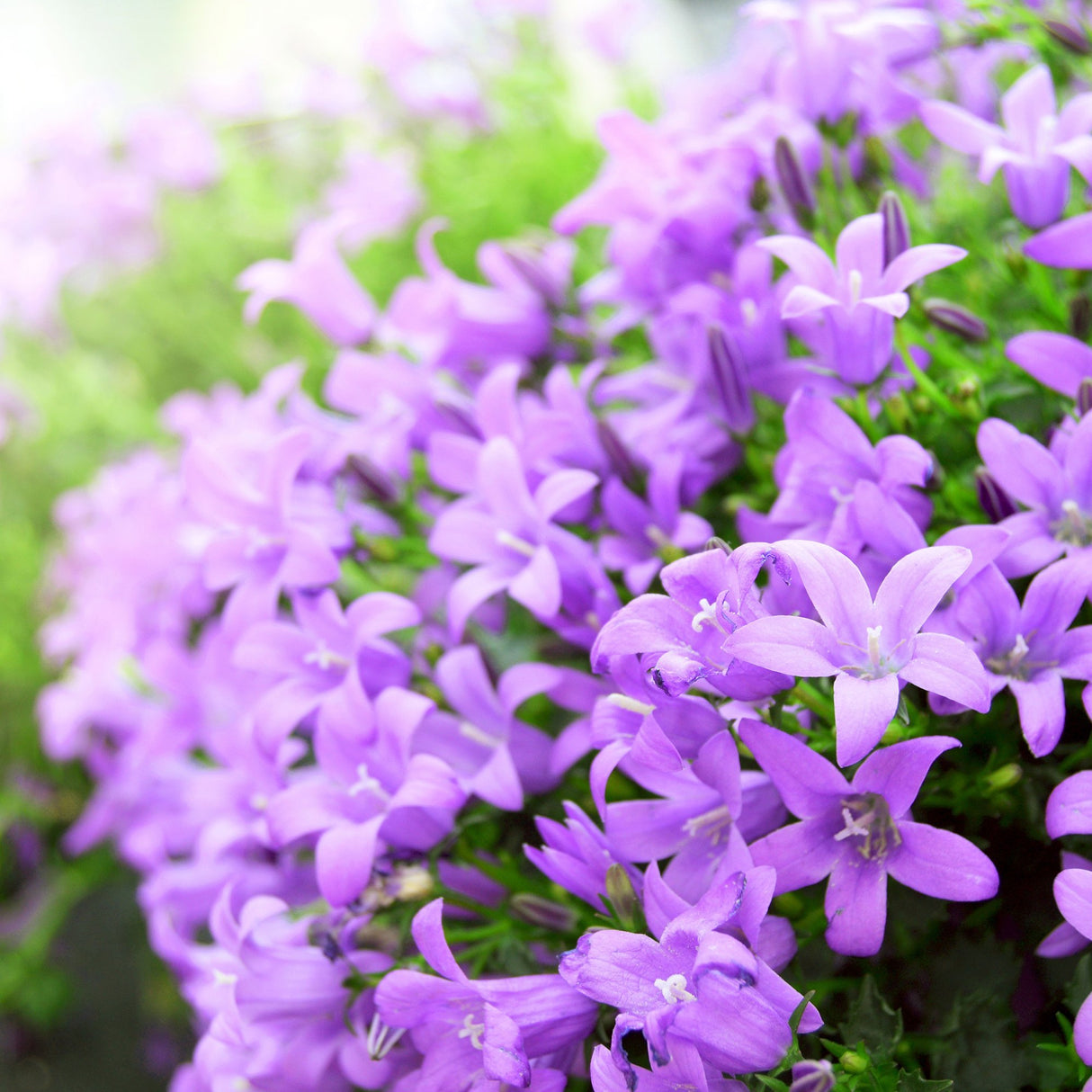 Clopotel (Campanula) Portenschlagiana
