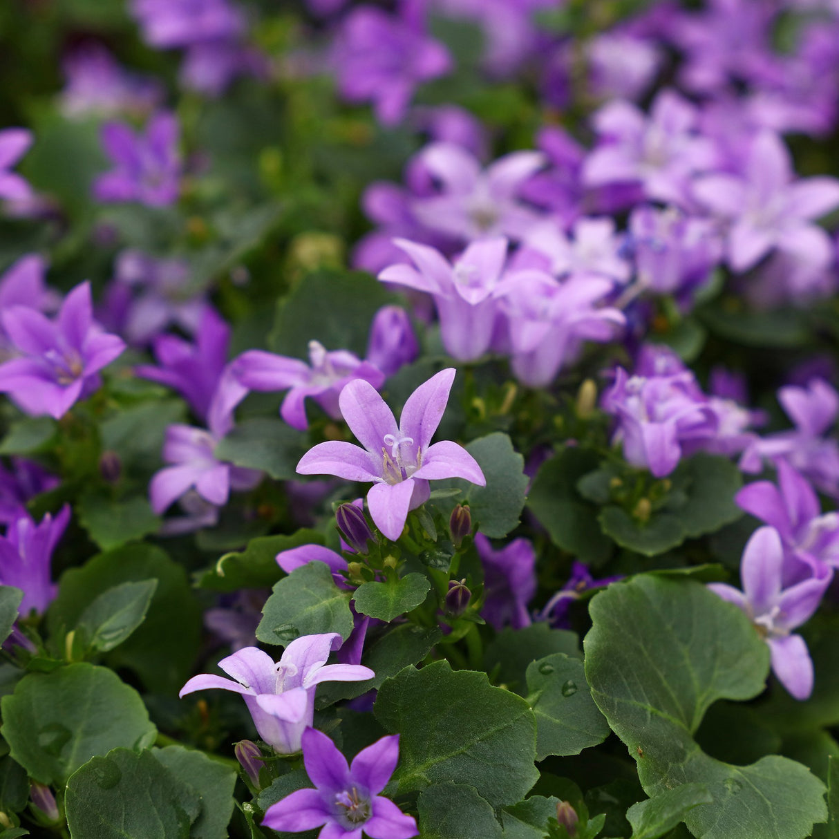 Clopotel (Campanula) Portenschlagiana