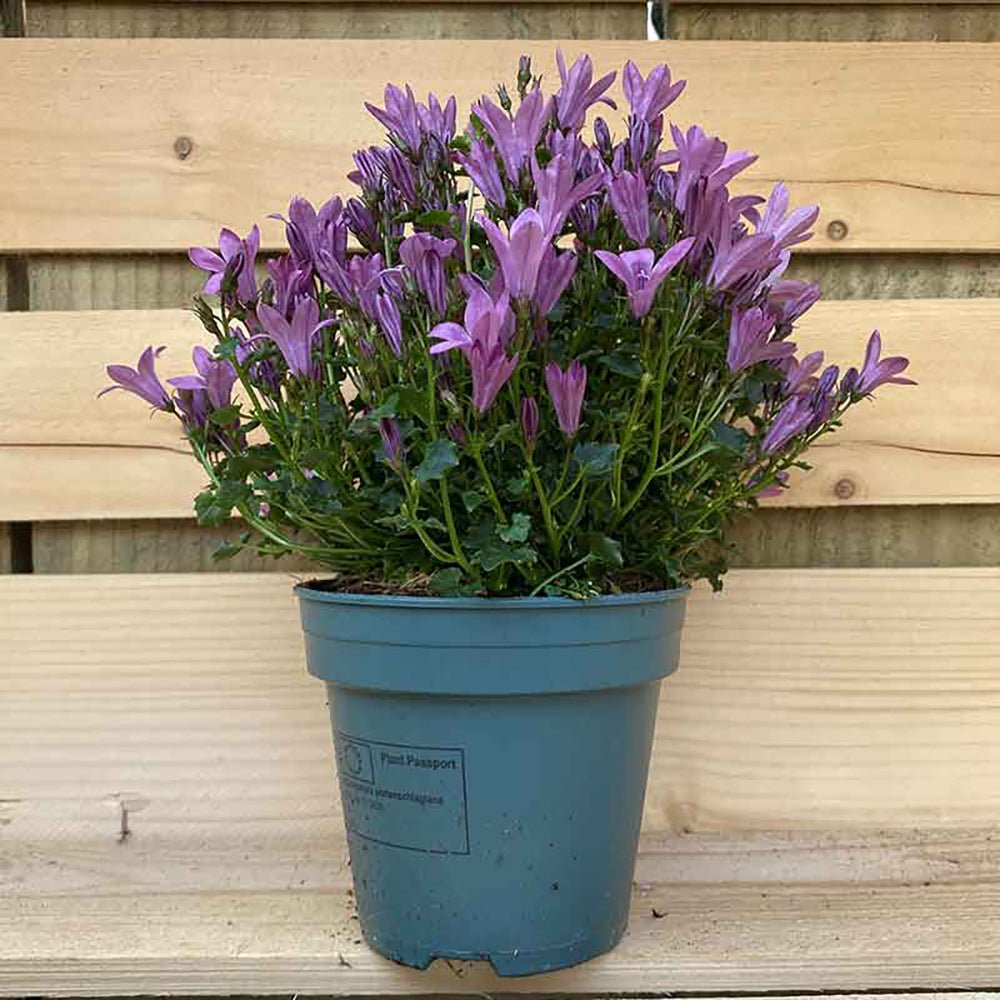 Clopotel (Campanula) Amabella Pink