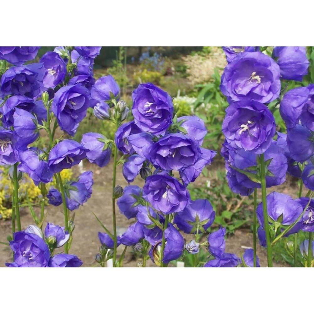 Clopotel (Campanula) Azure Beauty
