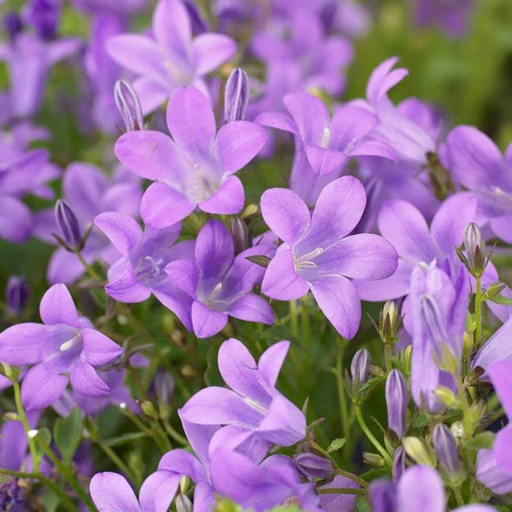 Clopotel (Campanula) Catharina
