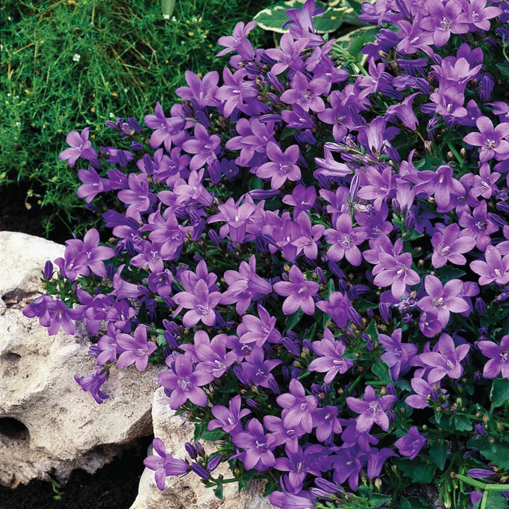 Clopotel (Campanula) Catharina