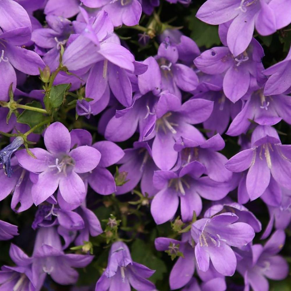 Clopotel (Campanula) Catharina