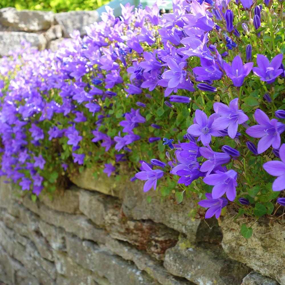 Clopotel (Campanula) Dalmatian Birch