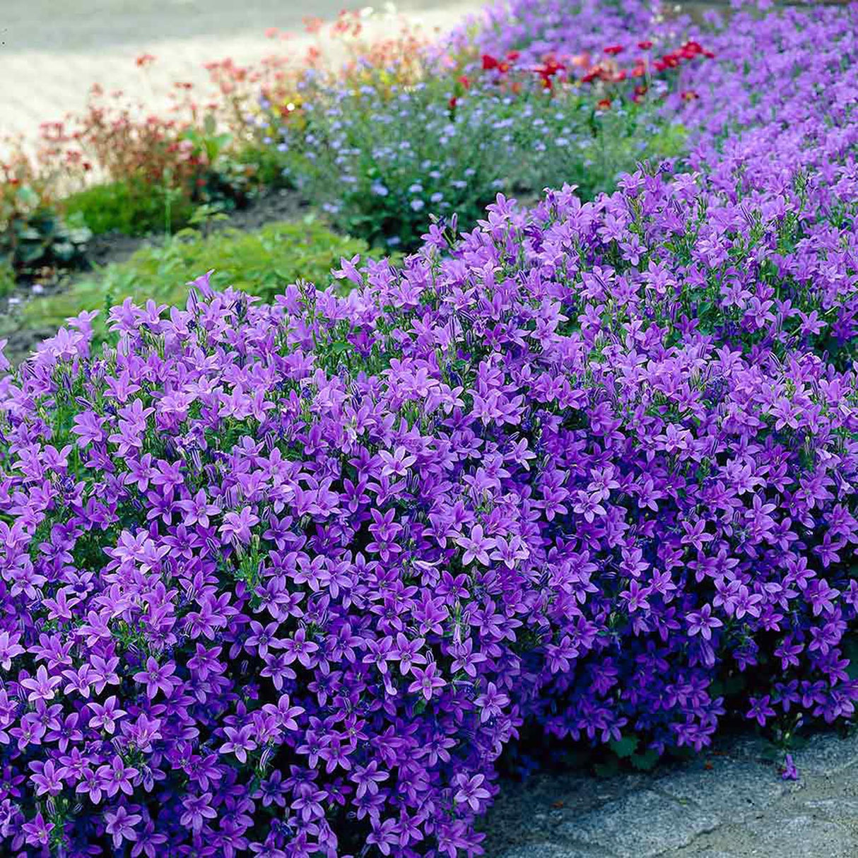 Clopotel (Campanula) Dalmatian Birch