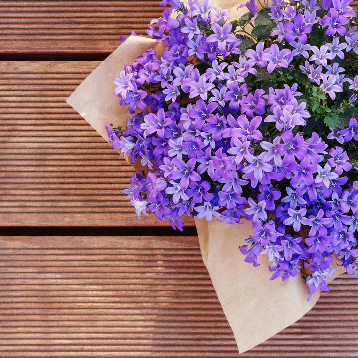 Clopotel (Campanula) Dalmatian Birch