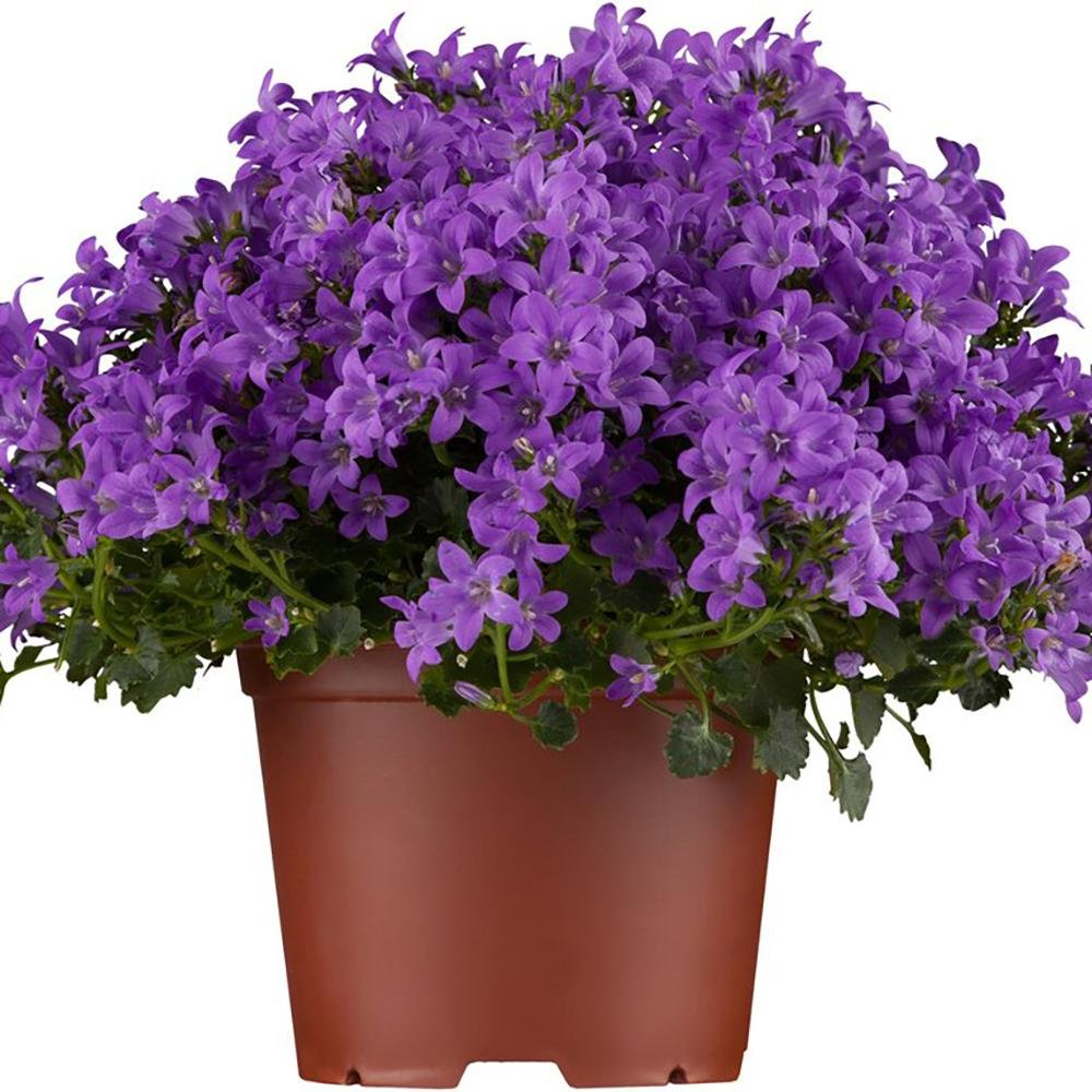 Clopotel (Campanula) Dalmatian Birch