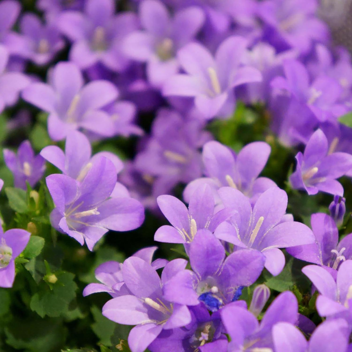 Clopotel (Campanula) Dalmatian Birch