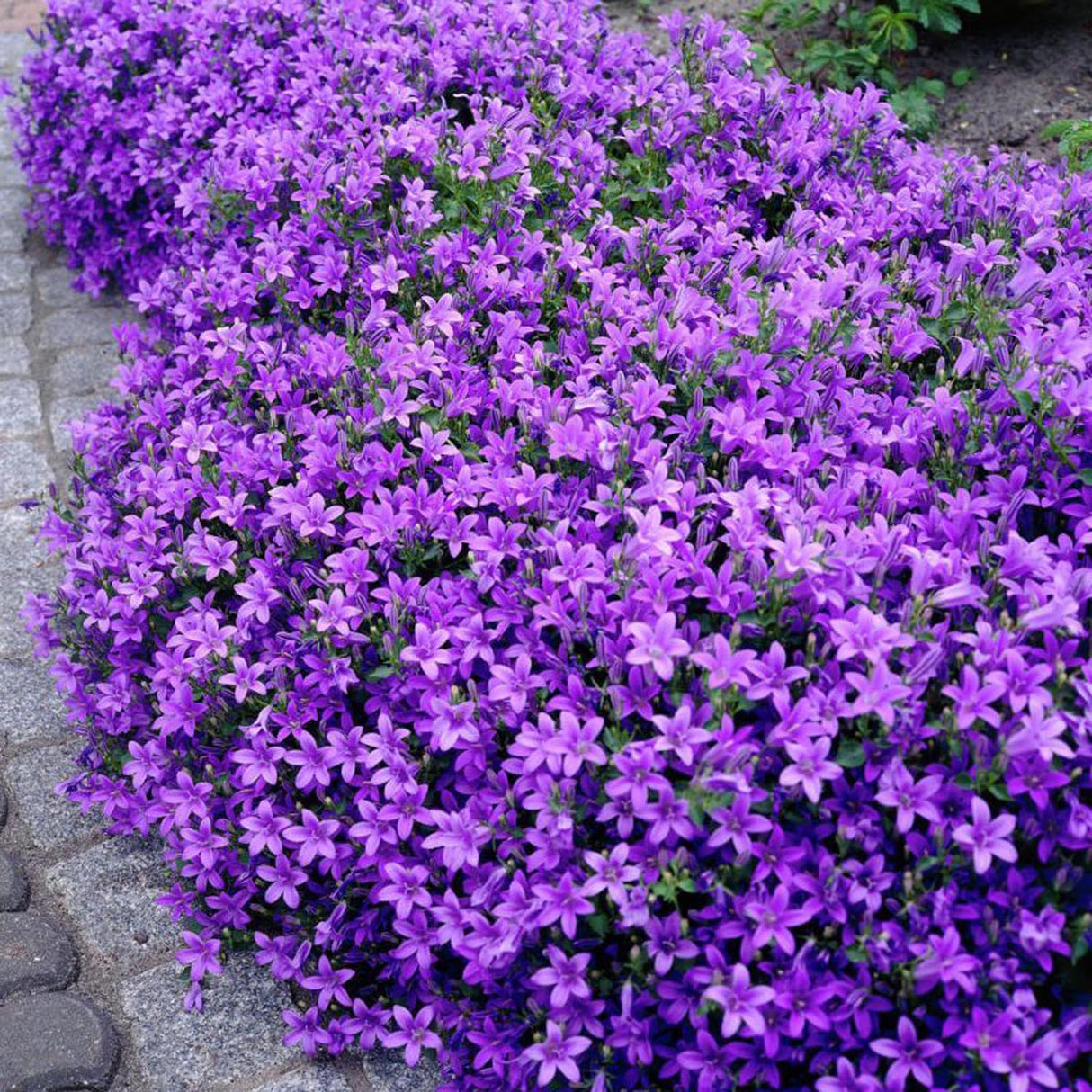 Clopotel (Campanula) Dalmatian Birch