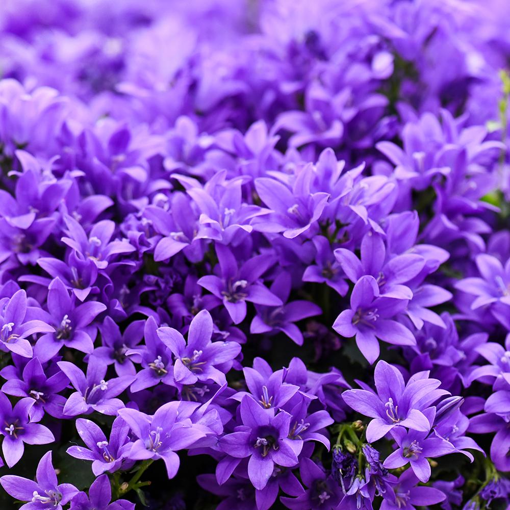 Clopotel (Campanula) Dalmatian Birch