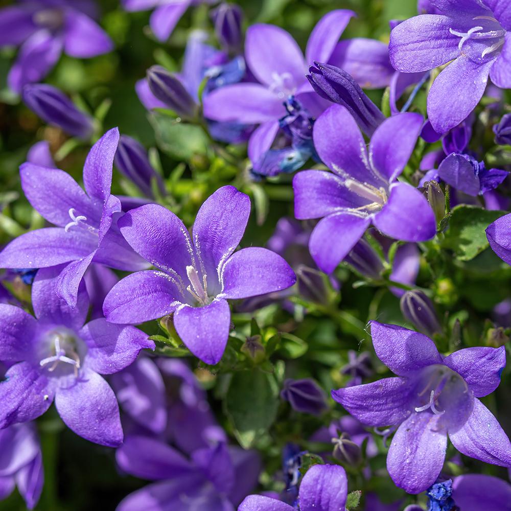Clopotel (Campanula) Dalmatian Birch