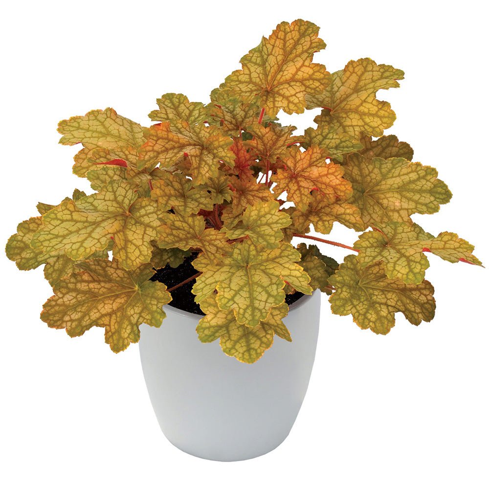 Clopotel purpuriu galben-portocaliu (Heuchera) Ginger Ale, acoperitor de sol