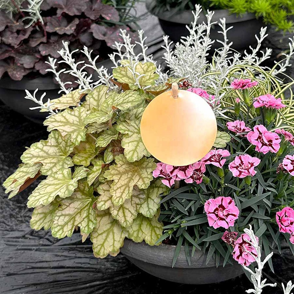 Clopotel purpuriu galben-portocaliu (Heuchera) Ginger Ale, acoperitor de sol