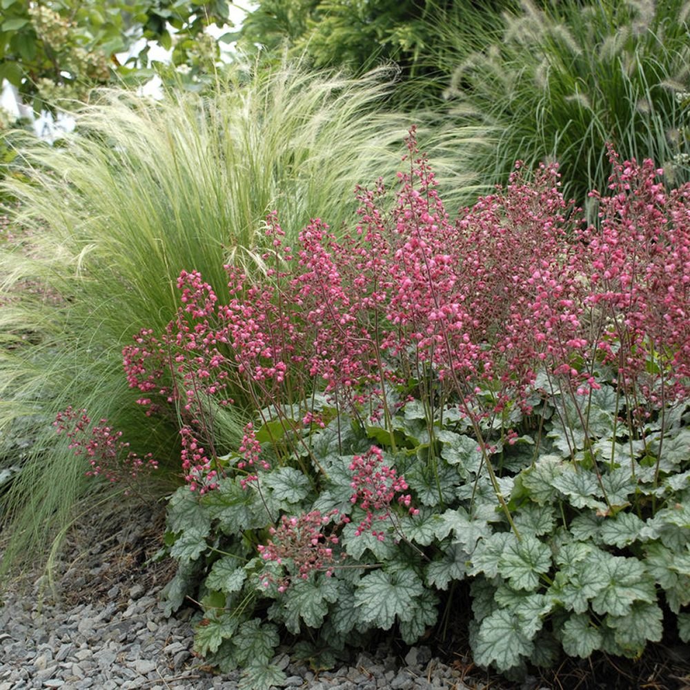 Clopotel purpuriu (Heuchera) Paris, acoperitor de sol
