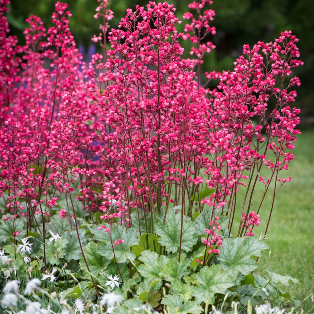 Clopotel purpuriu (Heuchera) Paris, acoperitor de sol