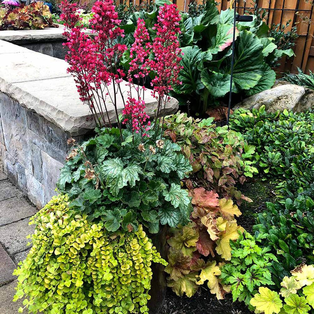 Clopotel purpuriu (Heuchera) Paris, acoperitor de sol